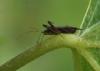 Phytocoris sp.